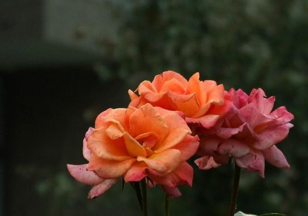 月季和玫瑰如何分辨