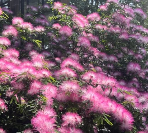 合歡花常見問題 合歡花常見問題