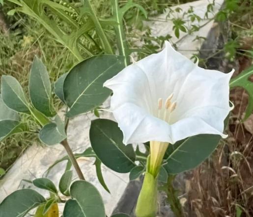 曼陀羅花語意義