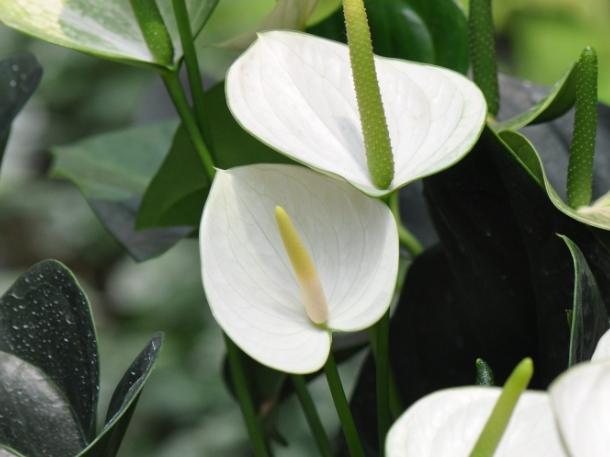 風水植物擺放 風水植物擺放