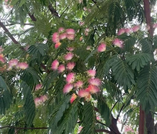 合歡花種植方法 合歡花種植方法