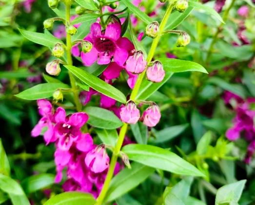 天使花觀賞地點