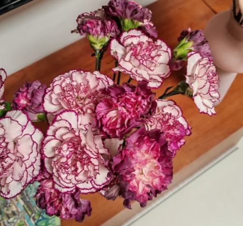 康乃馨花開時間