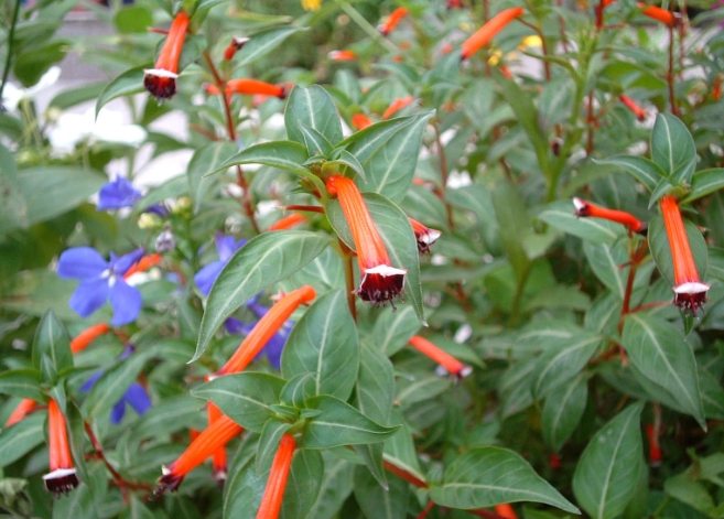 細葉雪茄花花期全攻略：最佳賞花時間、台灣熱點與養護秘訣