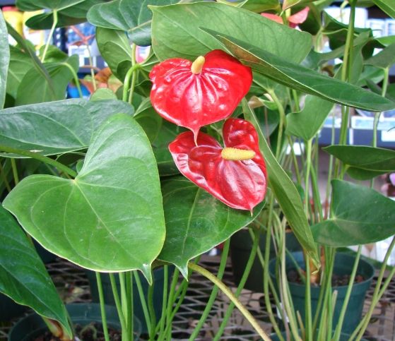 火鶴花禁忌 火鶴花禁忌