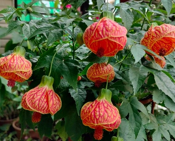 燈籠花開花時間 燈籠花開花時間