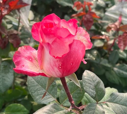 玫瑰花健康益處