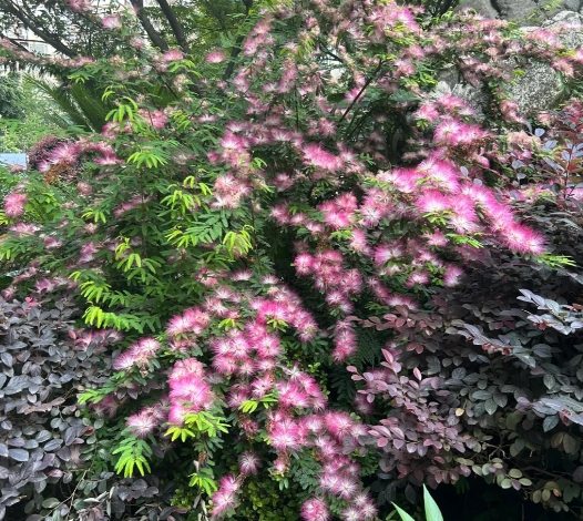 合歡花照顧技巧 合歡花照顧技巧