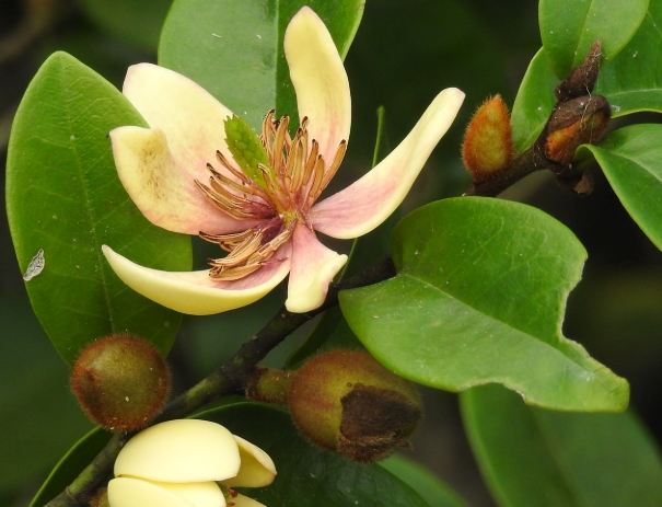 含笑花開花時間