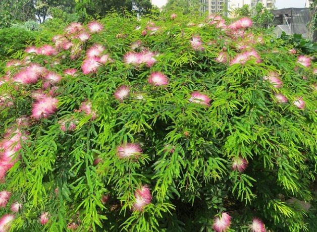 合歡花注意事項 合歡花注意事項