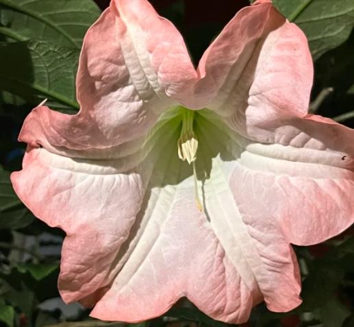 曼陀羅花急救方法