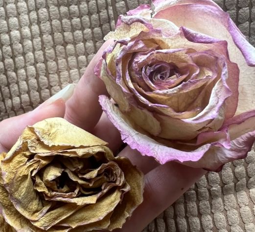 玫瑰花乾燥花製作