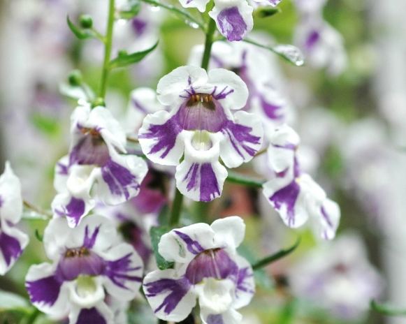 天使花種植方法