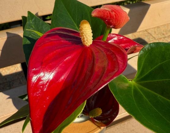 火鶴花養護 火鶴花養護