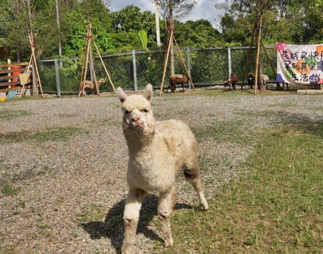 寵物友善親子樂園