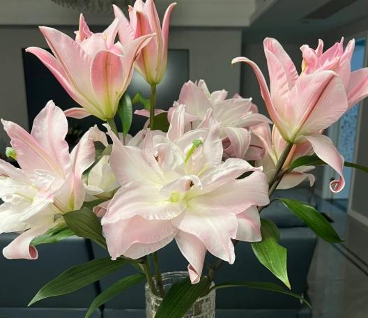 百合花開花時間