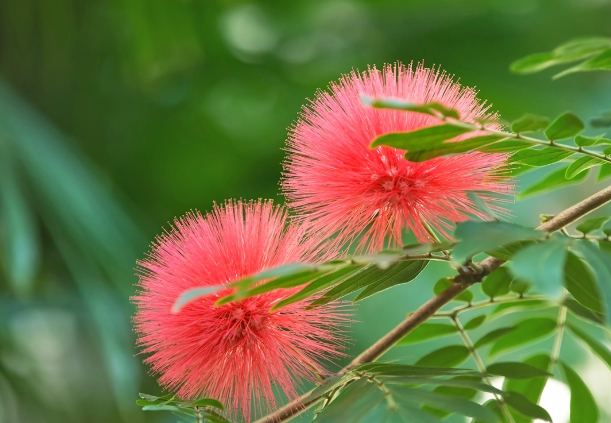 合歡花用途 合歡花用途