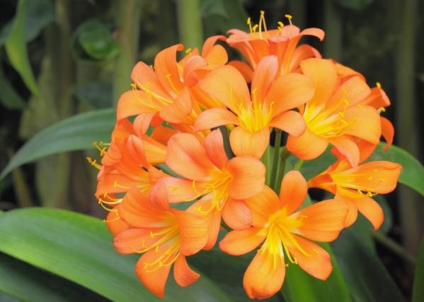 君子蘭開花時間