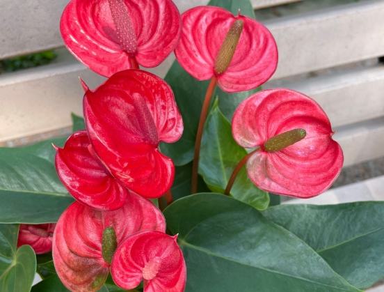 火鶴花安全種植