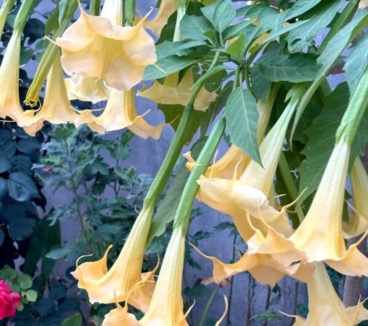 曼陀羅花色種 曼陀羅花色種