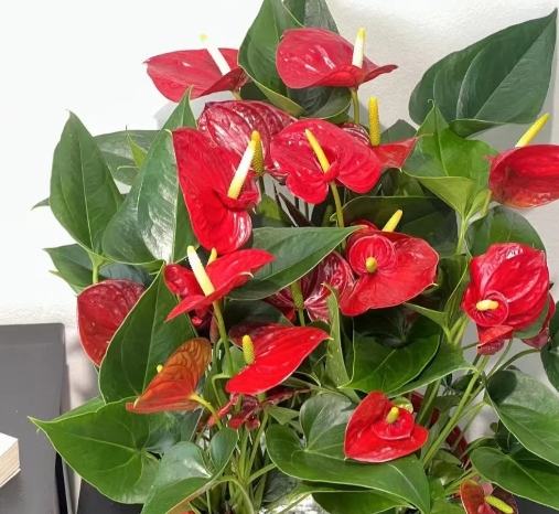 火鶴花養護 火鶴花養護