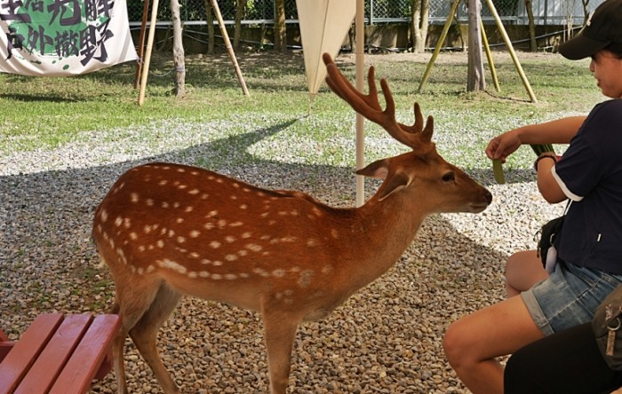 寵物友善親子樂園