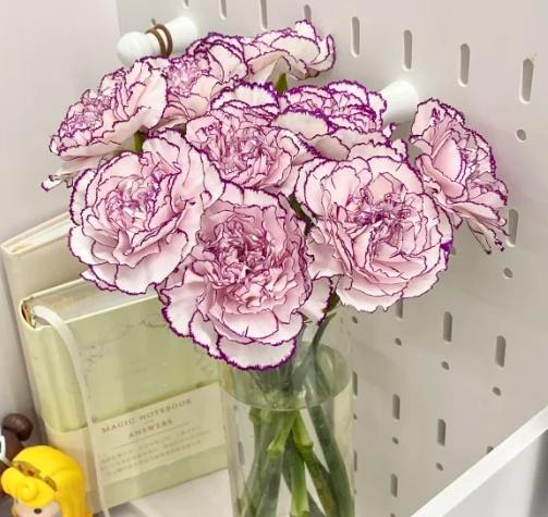 延長康乃馨花期