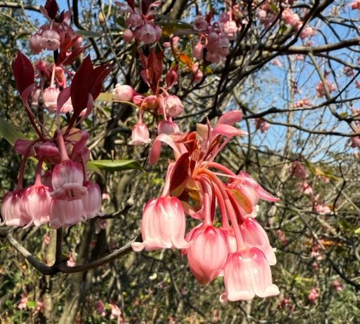 吊鐘花種植技巧