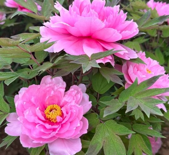 芍藥牡丹區別 芍藥牡丹區別