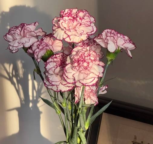 康乃馨花開時間