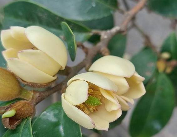 含笑花種植方法 含笑花種植方法