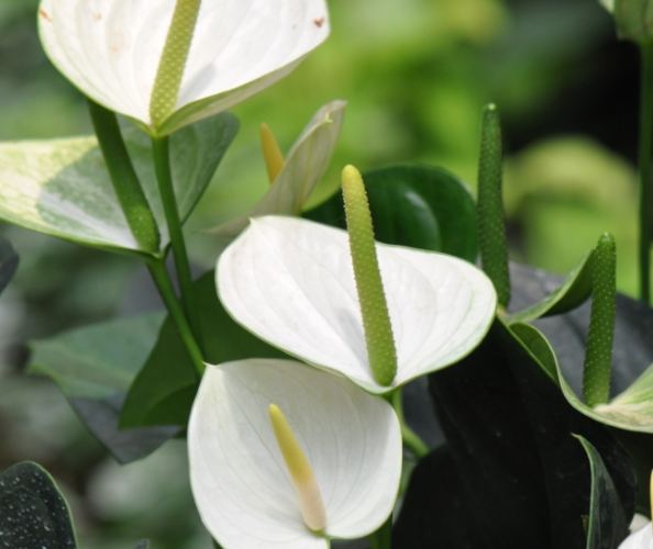 水耕火鶴花方法 水耕火鶴花方法