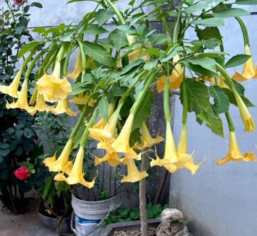 曼陀羅花毒性 曼陀羅花毒性