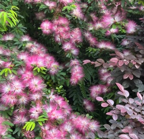 合歡花常見問題 合歡花常見問題