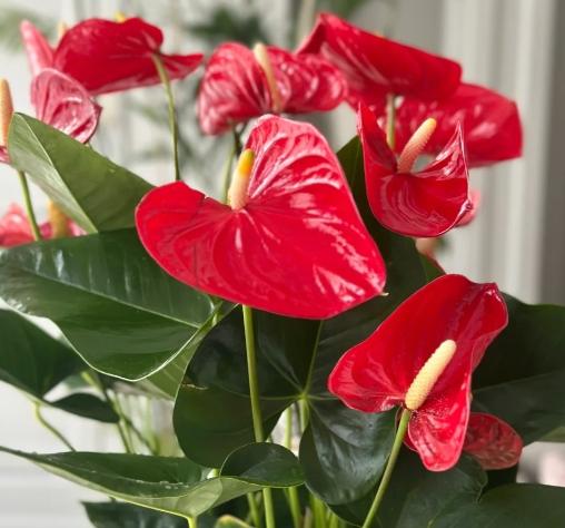 水耕火鶴花方法 水耕火鶴花方法