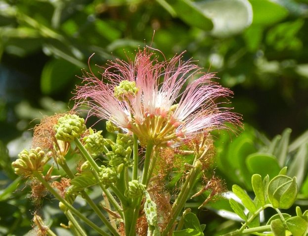 合歡花副作用 合歡花副作用