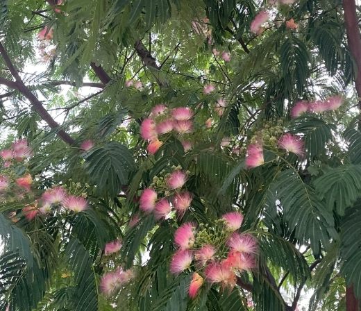 合歡花照顧技巧 合歡花照顧技巧