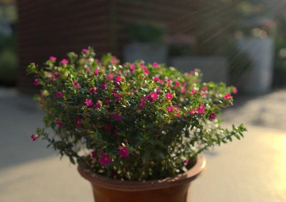 雪茄花為何不開花？關鍵原因與實用解決方案大公開