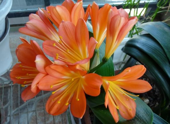 君子蘭養護方法