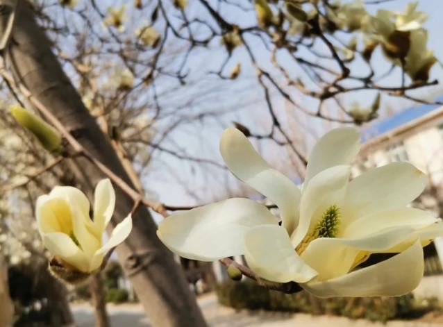 木蘭花養護 木蘭花養護