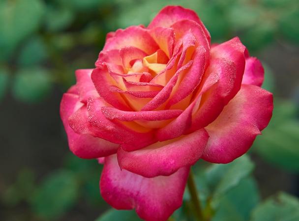 月季玫瑰种植差异