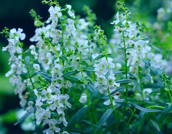 天使花養護方法