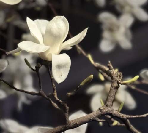 木蘭花品種 木蘭花品種