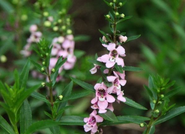天使花種植方法