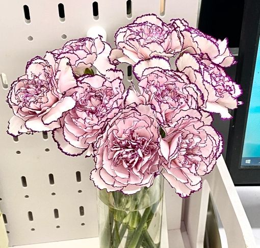 康乃馨花開時間