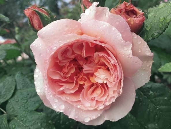 月季花病虫害防治