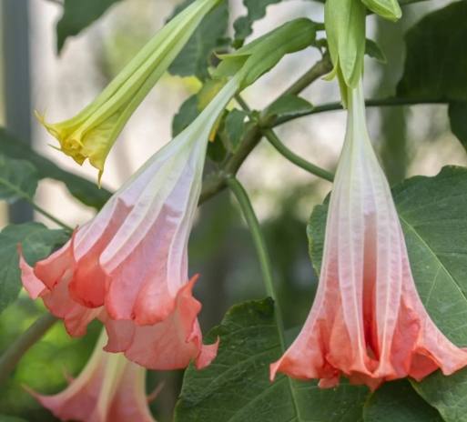 曼陀羅花中毒症狀