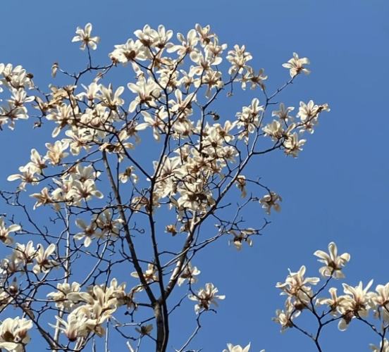 木蘭花品種 木蘭花品種