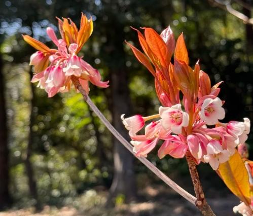 吊鐘花養護方法