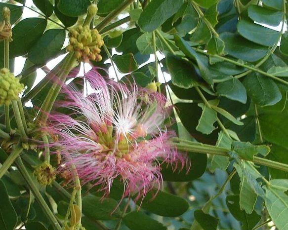 合歡花副作用 合歡花副作用